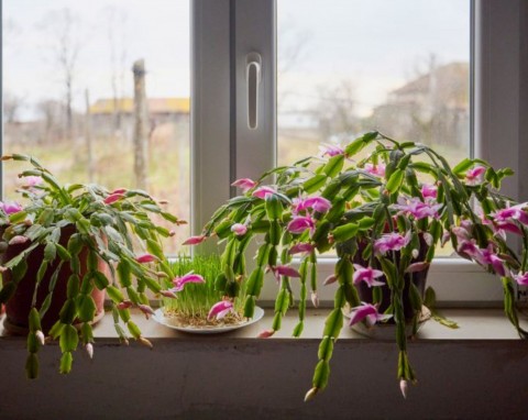 Jak zadbać o grudnika w lutym? Dzięki pielęgnacji po kwitnieniu będzie jeszcze piękniejszy