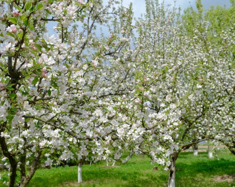 Zawieś na gałęzi lub umieść pod krzewami. Chroni i odstrasza szkodniki drzew owocowych