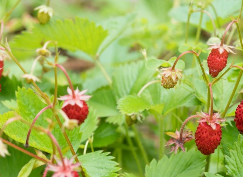 Poziomki mogą owocować od wiosny aż do jesieni.