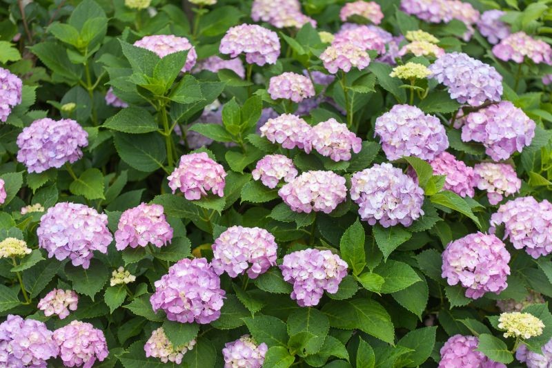 Hortensje są piękne, ale dość wymagające.
