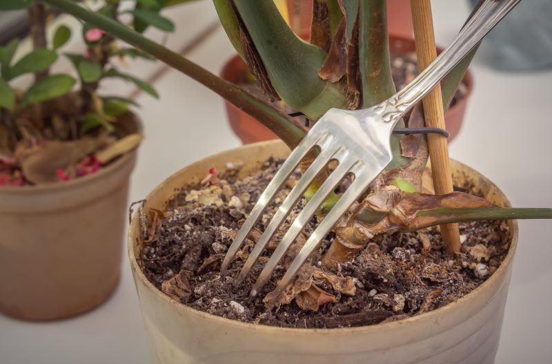 Spleśniałą ziemię w doniczce warto ponakłuwać widelcem, aby tlen dostał się do jej głębszych warstw.