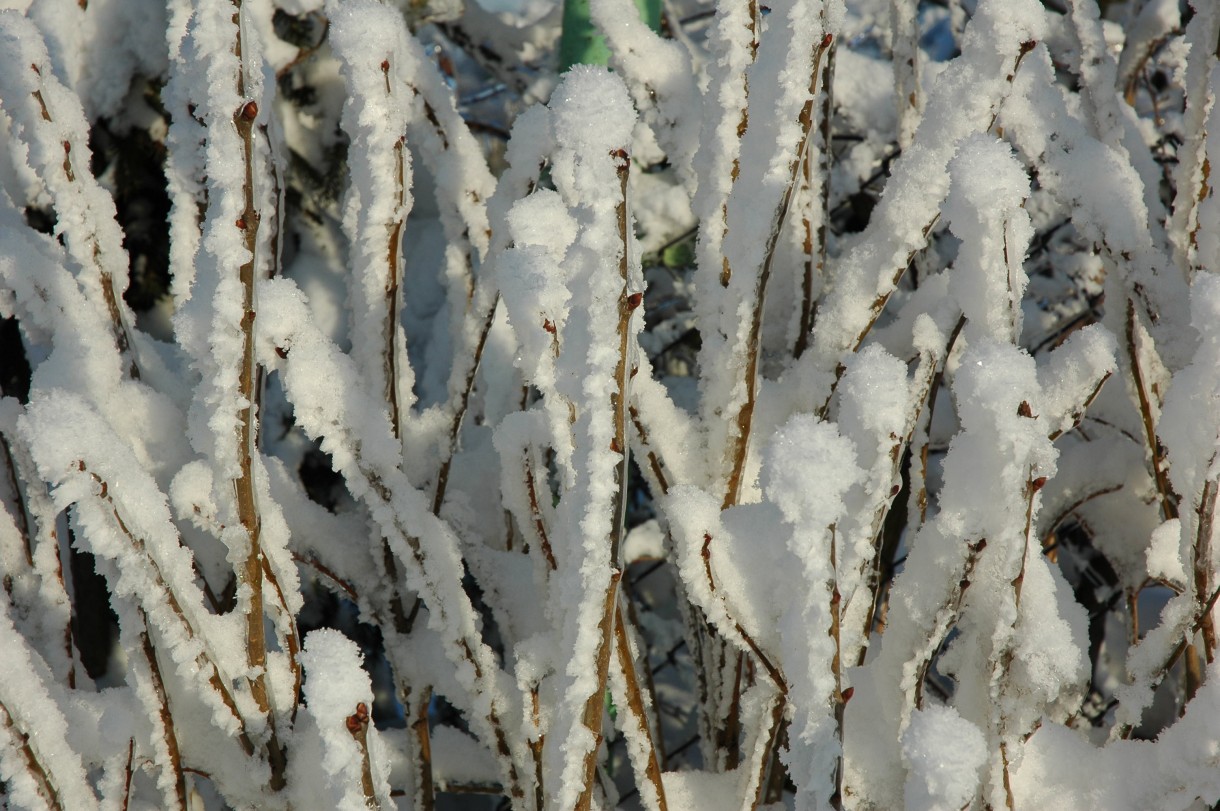 Pozostałe, Zima