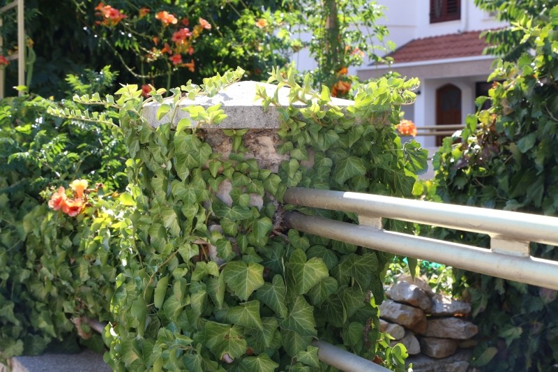 gdzie nie sadzić pnączy