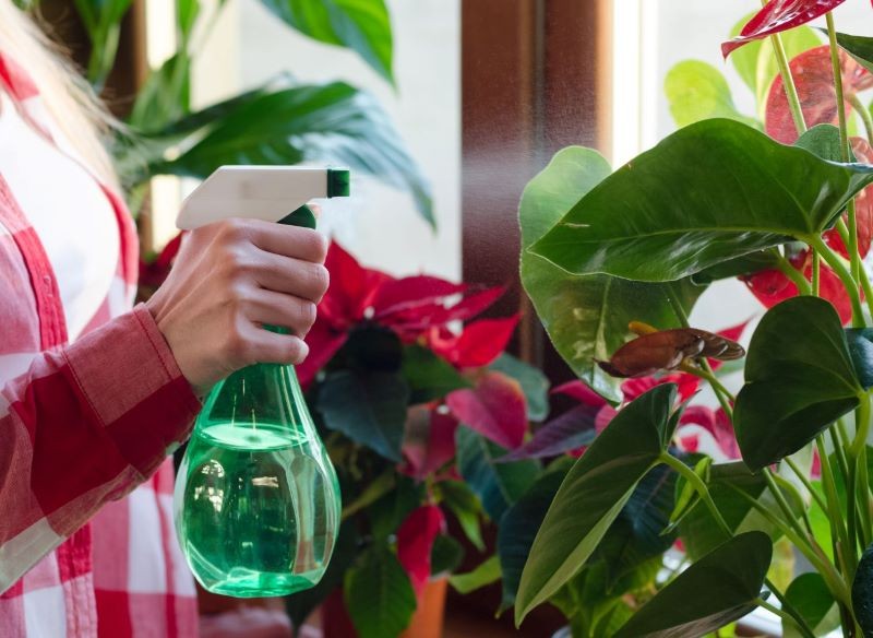 Zimą pamiętajmy nie tylko o podlewaniu, ale też zraszaniu kwiatów domowych.