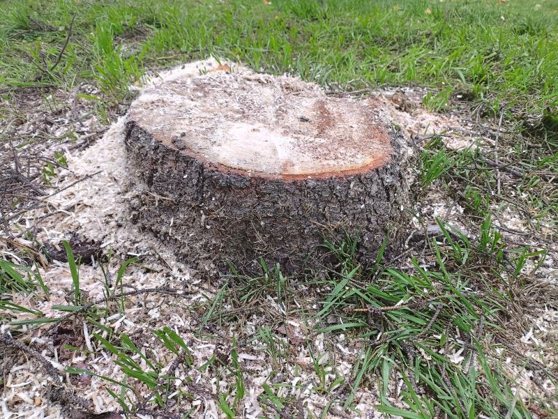 Sól gorzka pomoże pozbyć się pnia drzewa z ogrodu, ale zajmie to co najmniej kilka miesięcy.