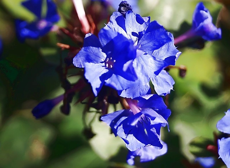 zawciągowiec zwyczajny