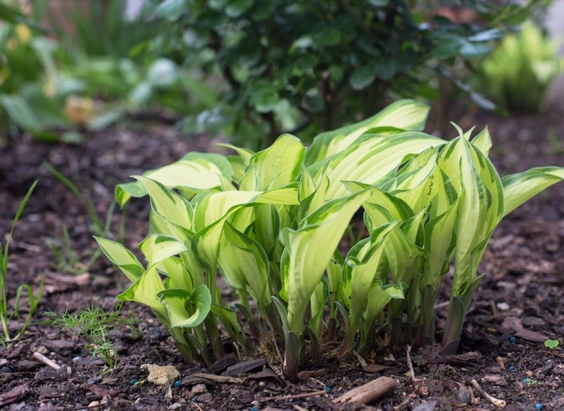 błędy podczas rozmnażania bylin