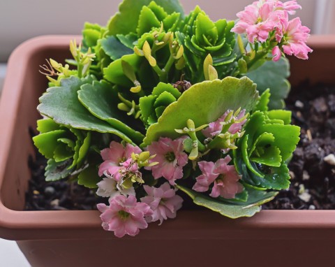 Kalanchoe Blossfelda (Kalanchoe blossfeldiana)