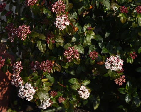 Chroni ogród przez cały rok, bo nie zrzuca liści. Kalina wawrzynowata – uprawa i zastosowanie