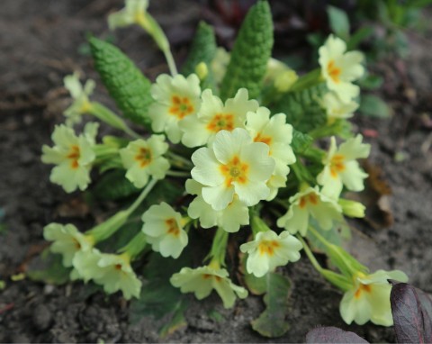 Pierwiosnek lekarski (Primula veris)