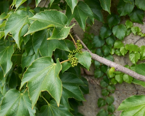 Winobluszcz trójklapowy (Parthenocissus tricuspidata)