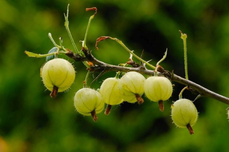 Odpowiednia ściółka przełoży się na lepsze plonowanie agrestu, malin i porzeczek.