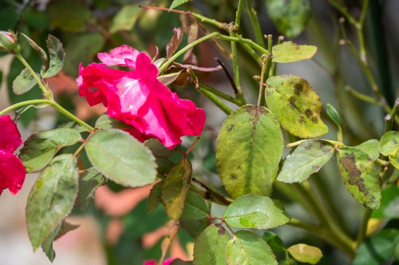 Jak chronić r&oacute;że przed czarną plamistością?