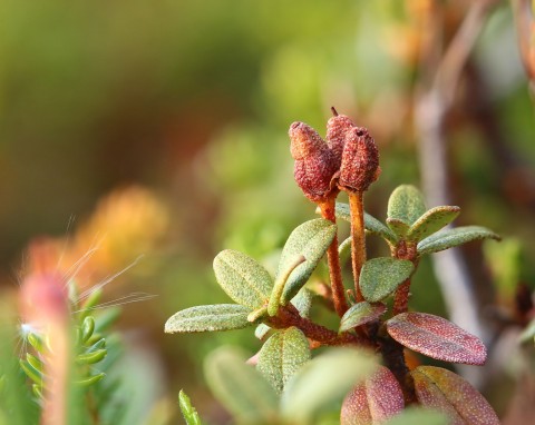 Co zrobić, aby rododendron bezpiecznie przetrwał zimę?