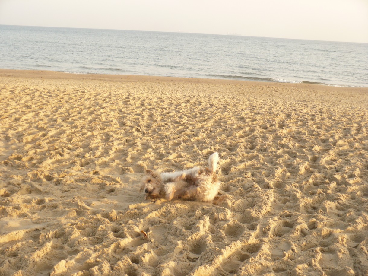 Pozostałe, Czas na Anioły.............. - ...........pełnia szczęścia ............. pieskowi też dobrze na plaży................fajnie tak wytarzać się w piasku .............pozdrawiam Was bardzo serdecznie i wszystkiego dobrego życzę :)