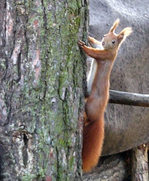 Pozostałe, Zwierzyniec  nie tylko ogrodowy