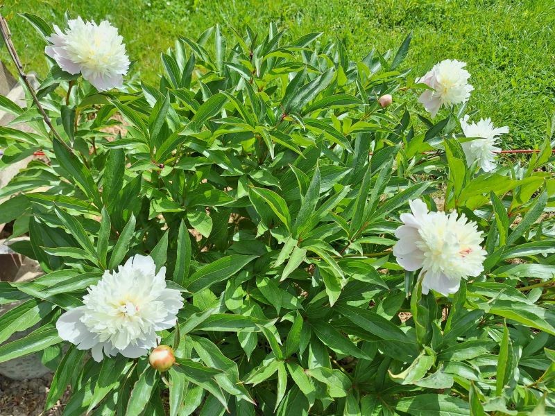 Niektórymi nawozami organicznymi możemy ściółkować piwonie.