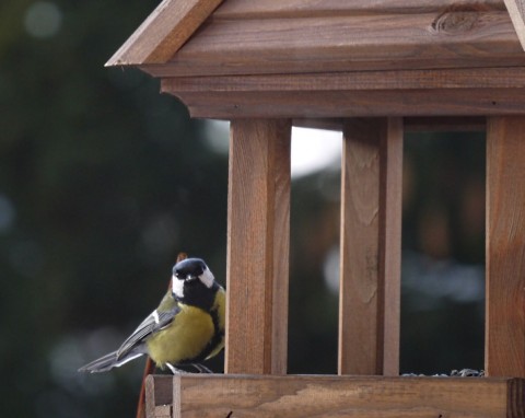 Czy karmnik może szkodzić ptakom? Jak rozpoznać, że są chore i co zrobić, żeby temu zapobiegać