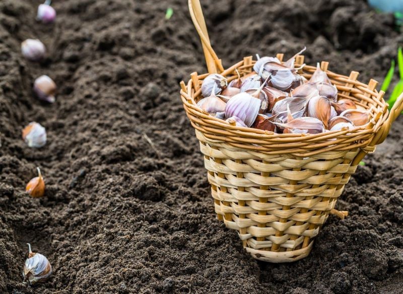 Czosnek warto sadzić obok truskawek.