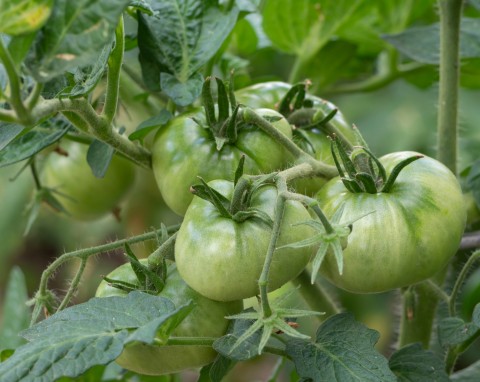 Naturalny oprysk ochronny na pomidory. Zaraza nie atakuje, a owoce są zdrowe, duże i soczyste