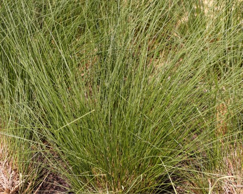 Sit rozpierzchły (Juncus effusus)