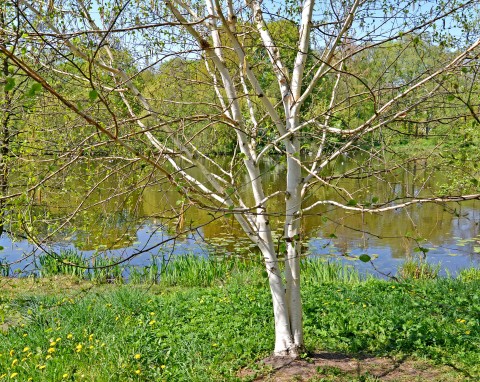 Brzoza pożyteczna (Betula utilis)