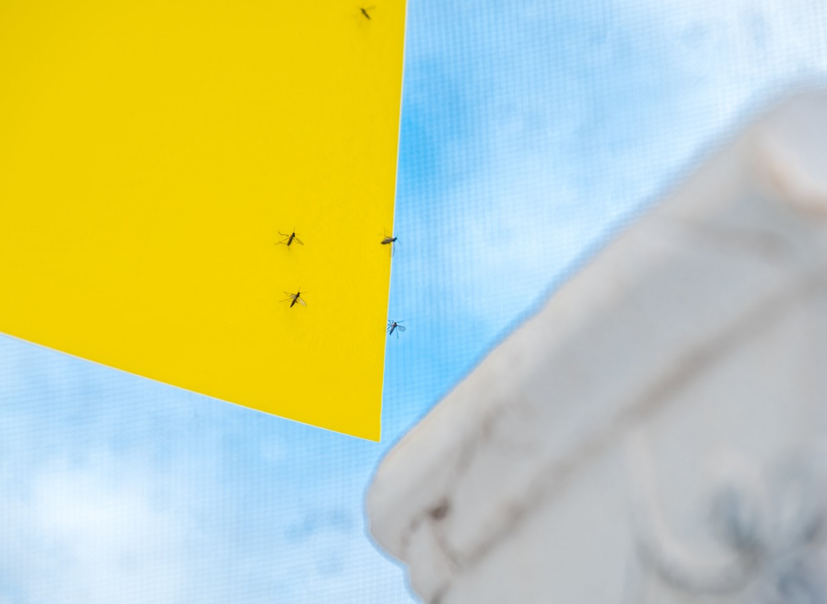 Meszki w kwiatach doniczkowych