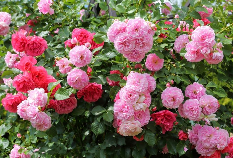 Olej rycynowy może przedłużyć kwitnienie róż.