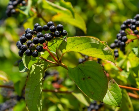 Dereń świdwa (Cornus sanguinea)