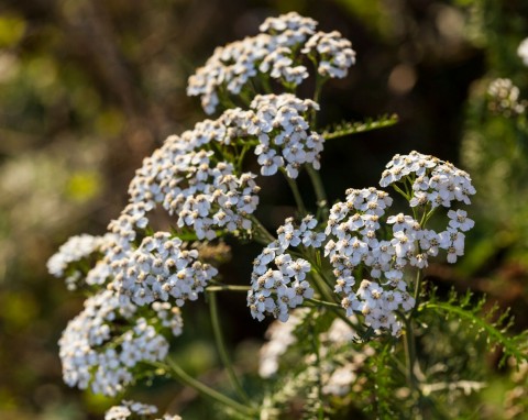 Efektowna i niewymagająca roślina, którą warto posadzić już w zimie. Wiosną to najlepszy pokarm dla pszczół