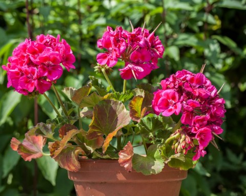 Najlepszy sposób na zimowanie pelargonii. Wiosną rozkwitną bajkowo