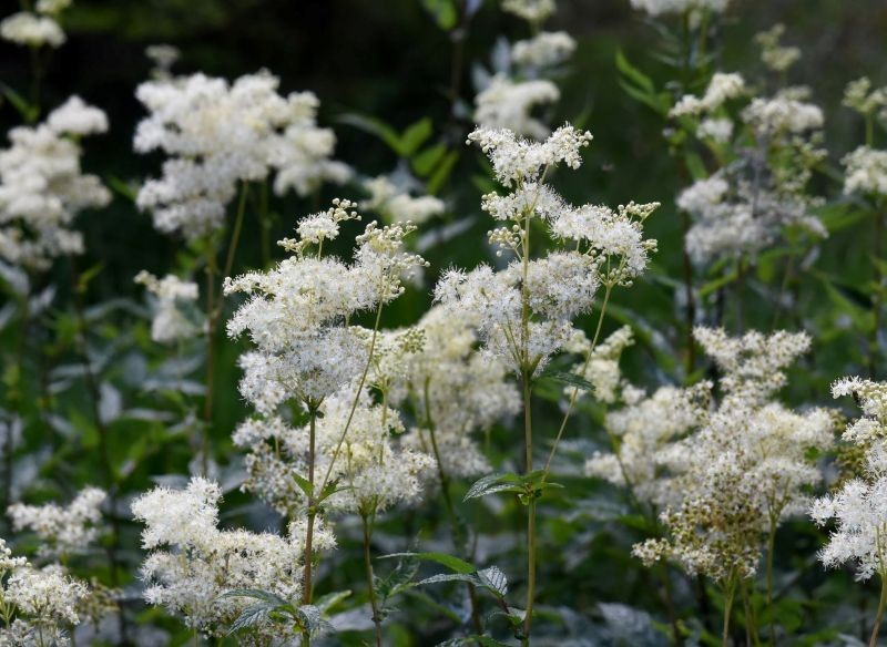 Zapach kwiatów wiązówki błotnej działa jak magnes na pożyteczne owady zapylające.