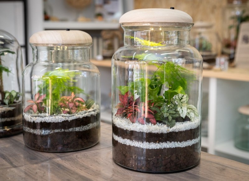 jakie rośliny nadają się do terrarium