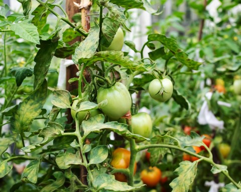 Żółte liście pomidorów – niedobory czy choroba? Jak to sprawdzić?