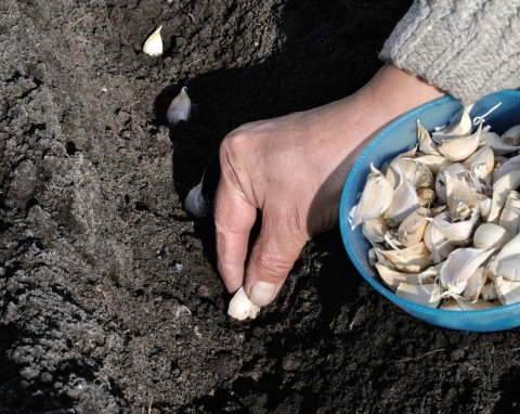Ostatni moment na sadzenie czosnku ozimego. Co się stanie, gdy posadzimy go obok truskawek?