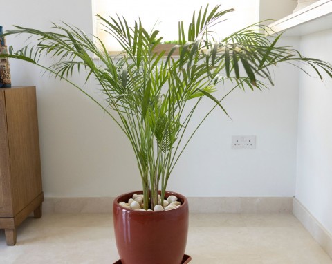 Przelałaś albo przesuszyłaś palmę? Mam przetestowane sposoby na zielone i zdrowe liście