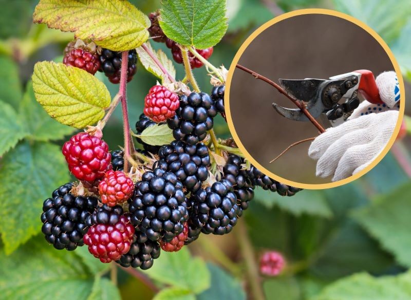 Przed przycinaniem jeżyny bezkolcowej warto zdezynfekować sekator.