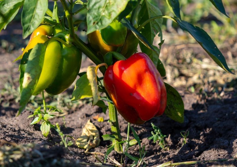 Owocująca latem papryka potrzebuje najwięcej wody.