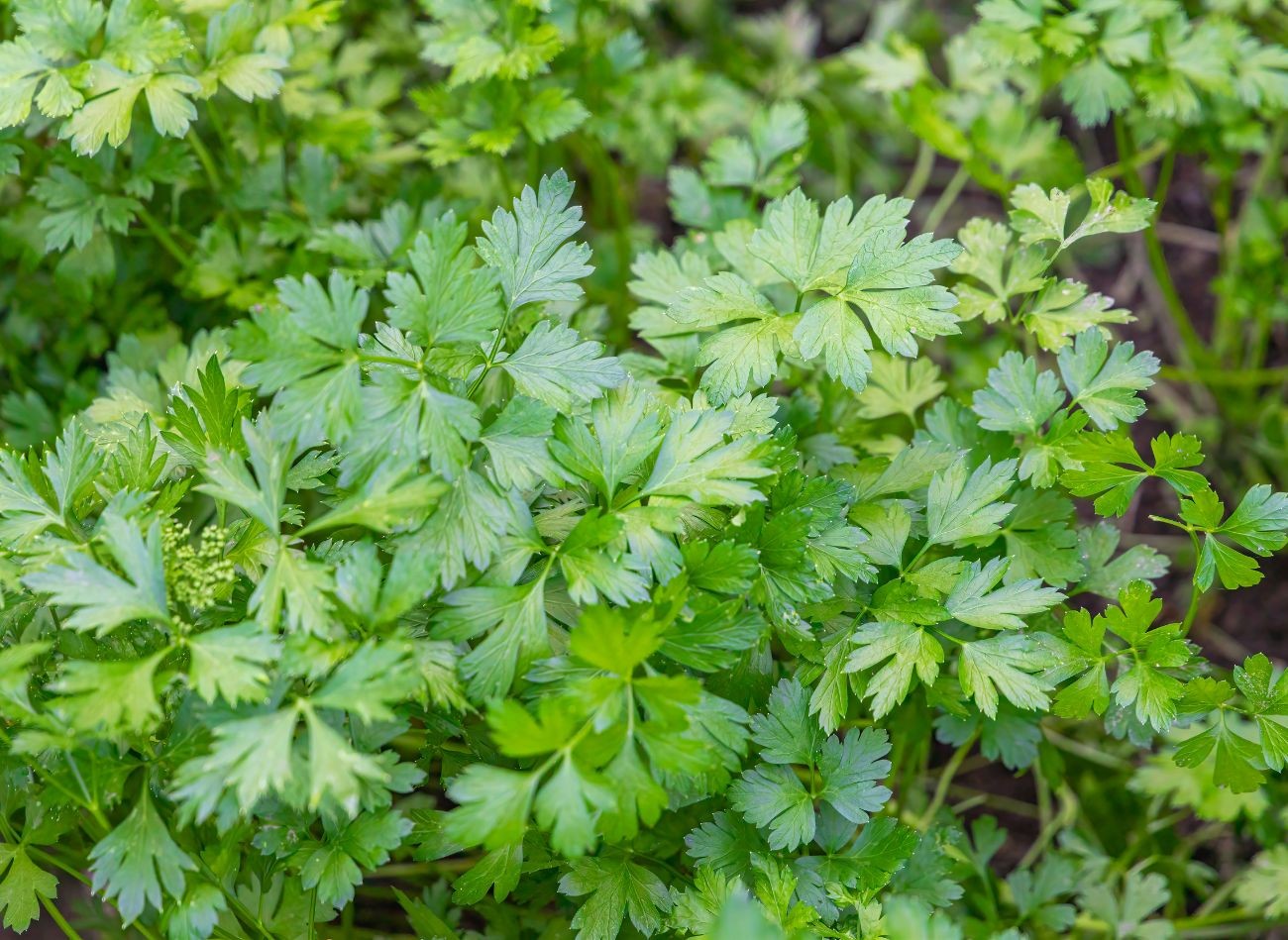 Nawóz Organiczny Hasło Do Krzyżówki Przedplon przed pomidorami. Co i kiedy wysiać w szklarni lub tunelu