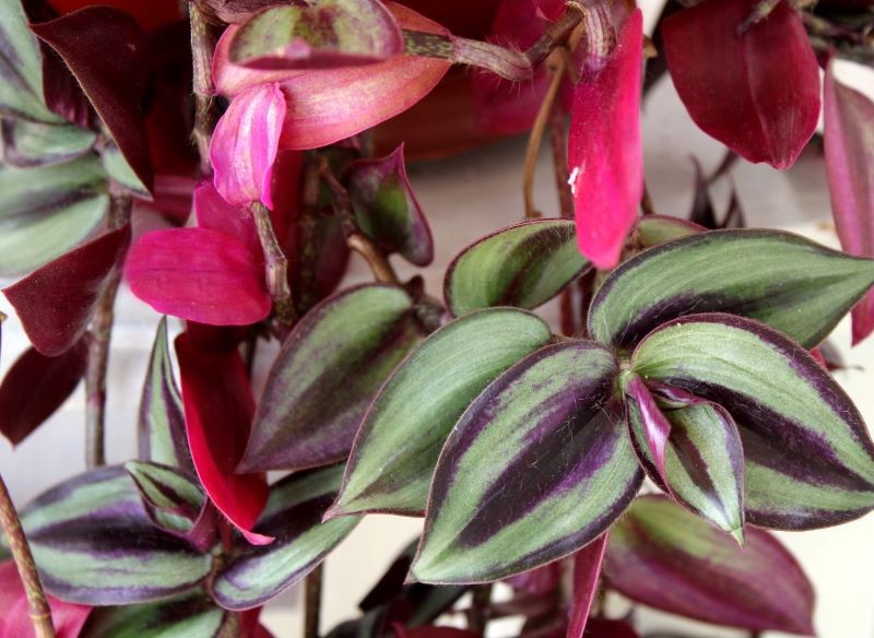 Trzykrotka 'Zebrina' błyskawicznie rośnie.