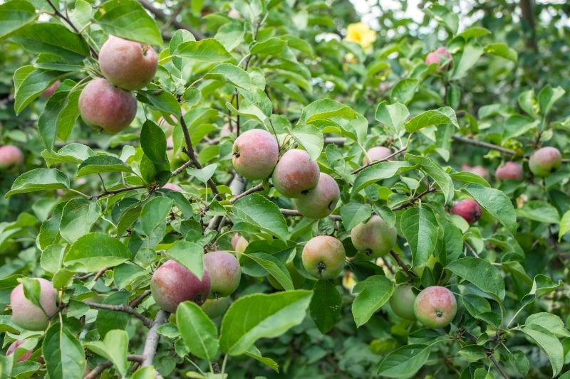 Dzięki dobremu sąsiedztwu jabłoń będzie lepiej owocować.