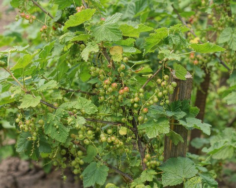 Zimą zakop pod porzeczką to, co inni wyrzucają. Owoców będą pełne kosze