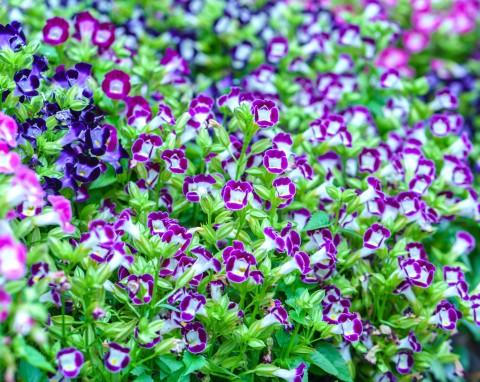 Zachwycająco kwitnie aż do przymrozków. Elegancka konkurentka pelargonii i surfinii