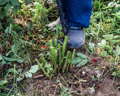 10 rzeczy, które musisz zrobić na rabatach w listopadzie. W zobaczysz ogromną różnicę