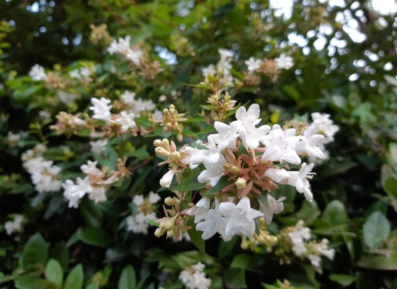 W optymalnych warunkach abelia wielkokwiatowa kwitnie dwa razy w sezonie.