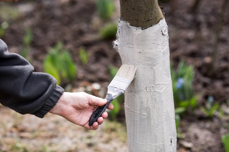 czy można bielić drzewa białą farbą emulsyjną