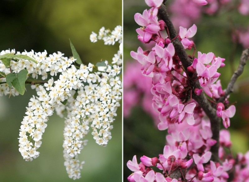 czeremcha pospolita i judaszowiec karłowy