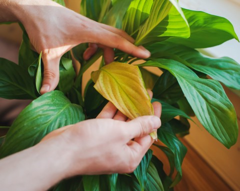 To najbardziej uporczywe szkodniki roślin doniczkowych. Przygotuj specjalną herbatkę, znikną raz na zawsze