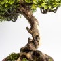 Gabinet, Sztuczne drzewko bonsai zokei - drzewko szczęścia