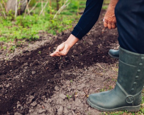 Jedno z najważniejszych zadań w jesiennym ogrodzie. Przyszłoroczne zbiory będą jak marzenie